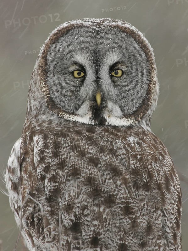 Great Grey Owl (Strix nebulosa), Maine, USA