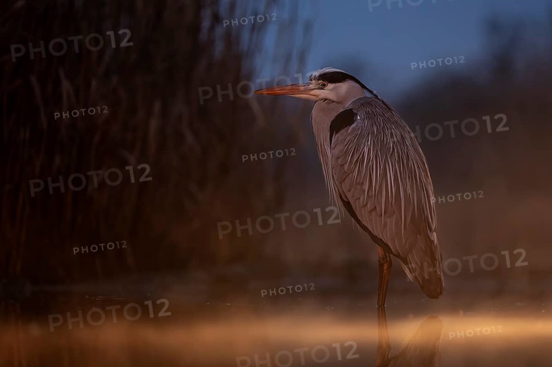 Grey Heron (Ardea cinerea), Kiskunsag National Park, Hungary