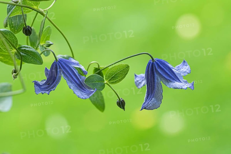 Clematis alpina, An den Dorfwiesen 9, Federal Republic of Germany