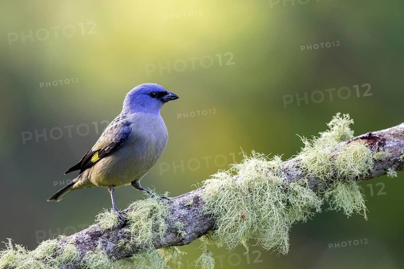 Yellow-winged Tanager (Thraupis abbas) perched on a mossy branch, Solola, Guatemala