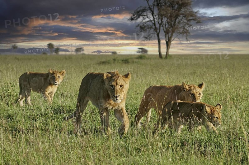 Löwe (Panthera leo), Löwenrudel mit Weibchen und Jungtieren durchstreifen zusammen die Savanne im Sonnenuntergang, Serengeti National Park, Tansania | African Lion (Panthera leo) pack of female lions with cubs strolling in savanna during sunset, Serengeti National Park; Tanzania