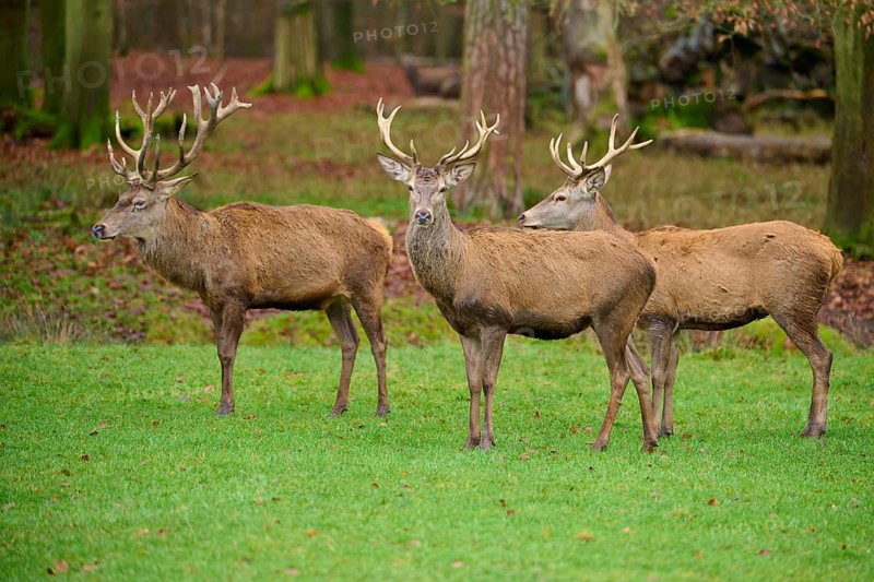 Three stags with large antlers on a green meadow in an autumnal forest, red deer (Cervus elaphus), Hesse, Germany