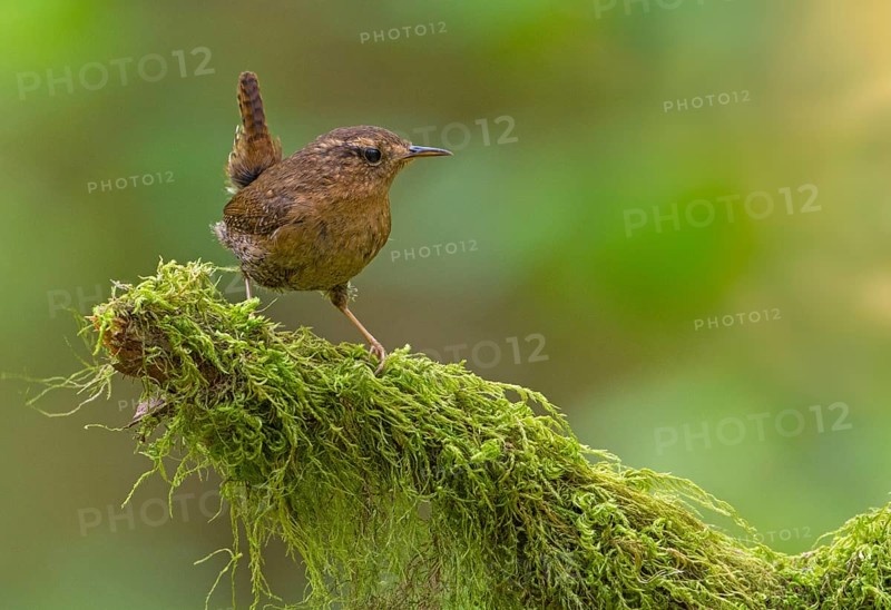 Pacific Wren (Troglodytes pacificus), British Columbia, Canada