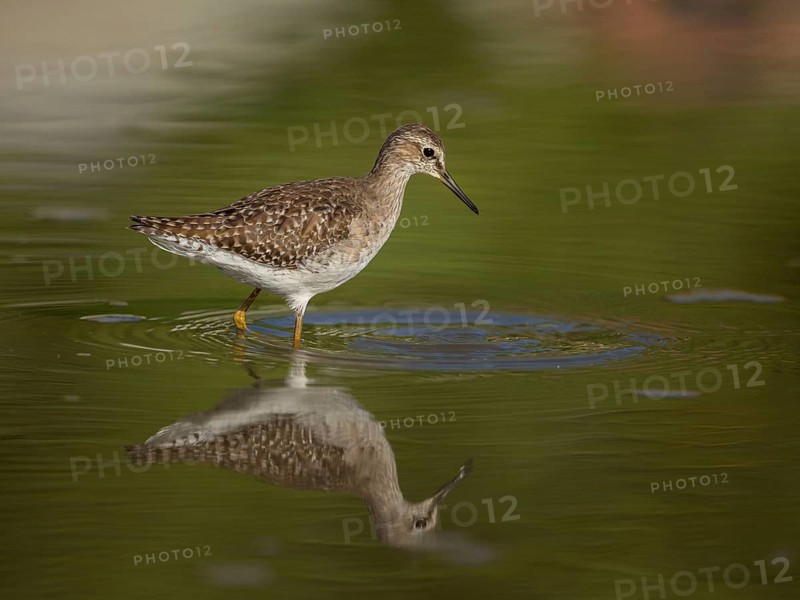 Wood Sandpiper (Tringa glareola), Gambia