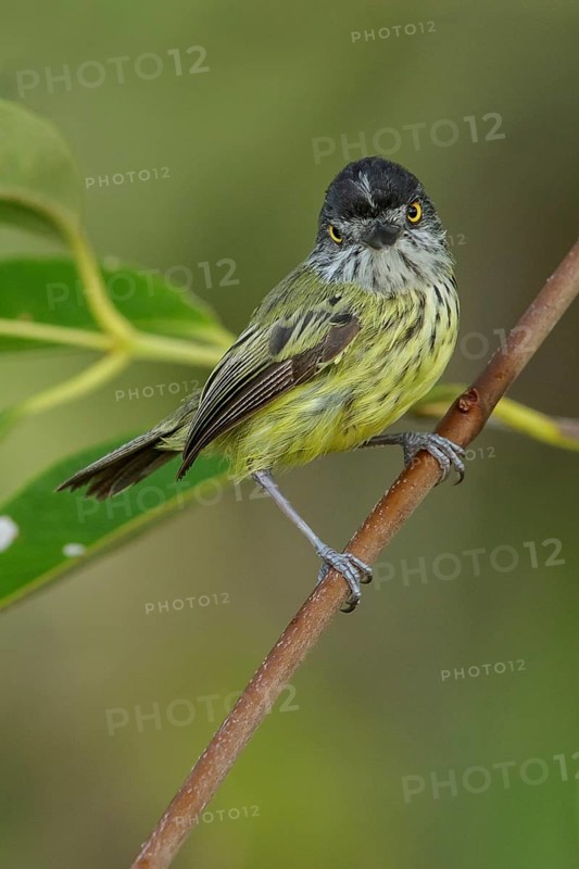 Spotted Tody-Flycatcher (Todirostrum maculatum) perched on a branch in the grasslands of Guyana