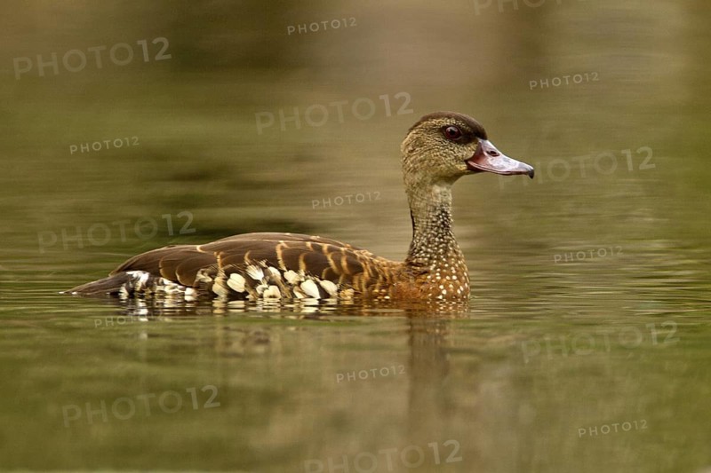 Spotted Whistling Duck (Dendrocygna guttata), Queensland, Australia