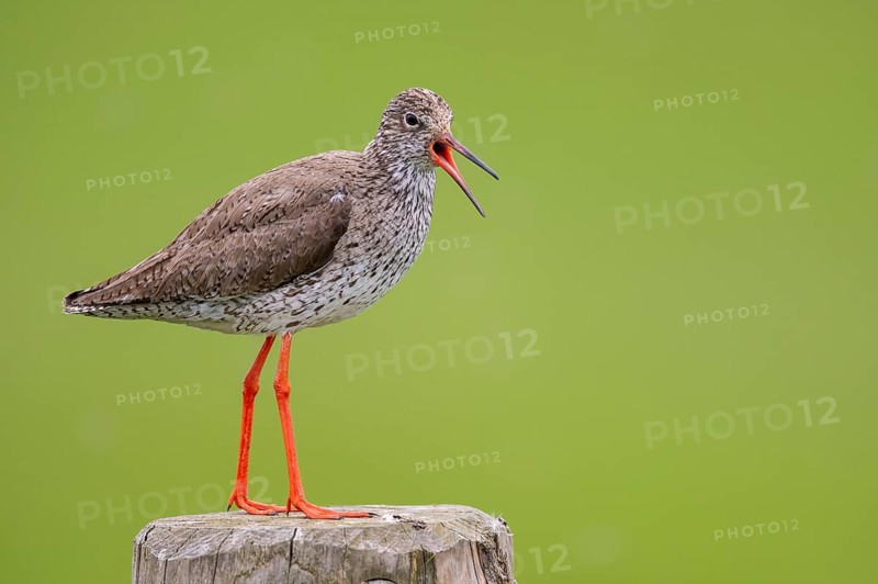 Common Redshank (Tringa totanus) calling, Lower Saxony, Germany