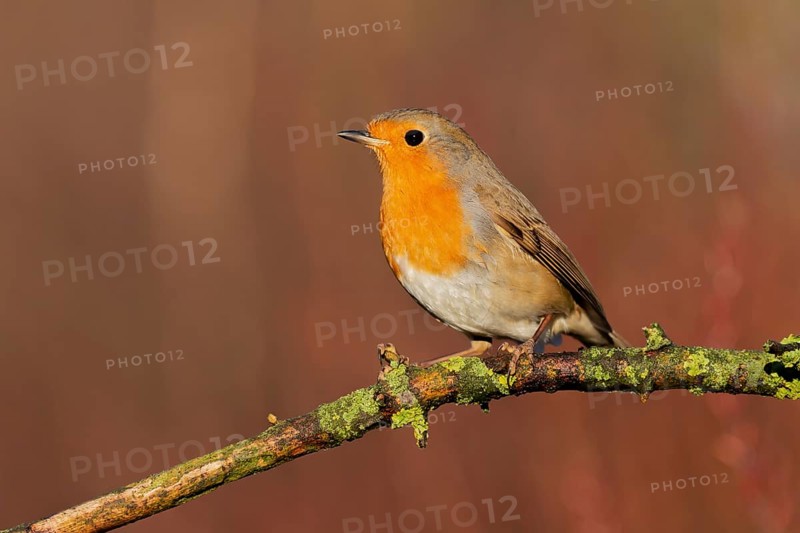 European Robin (Erithacus rubecula), Lower Saxony, Germany