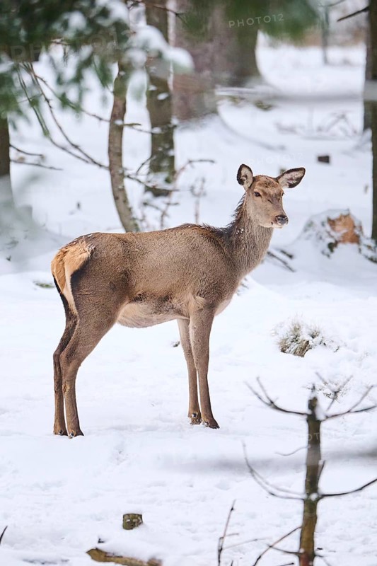 Red deer (Cervus elaphus) hind in a forest in winter, snow, Bavaria, Germany