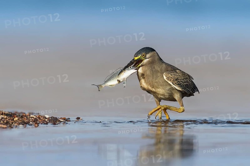 Striated Heron (Butorides striata) with fish prey in its beak, Eilat, Israel