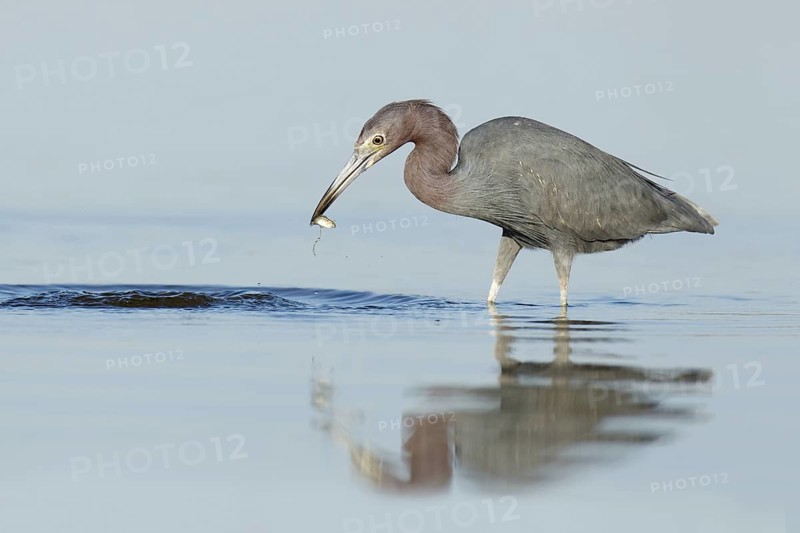 Little Blue Heron (Egretta caerulea), Florida, USA
