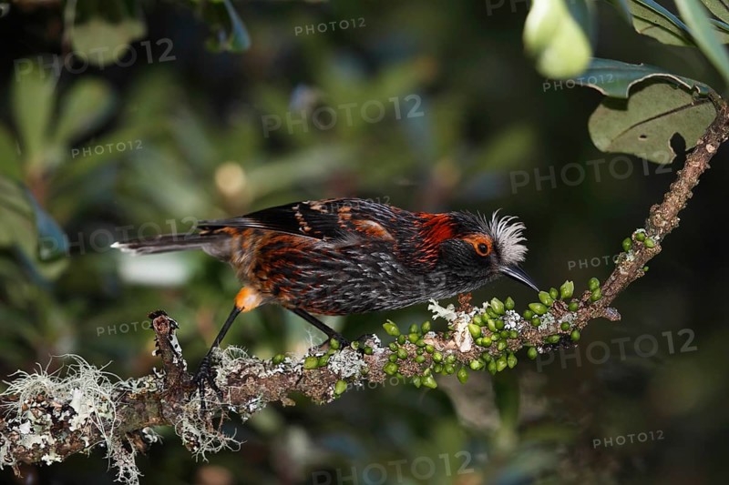 Maui endemic species, Endangered Hawaiian Honeycreeper Photographed on Maui at Hanawi State Preserve. This is an In the hand photo