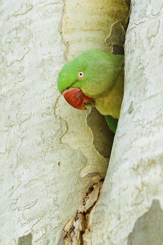 Alexandrine Parakeet (Psittacula eupatria) female, Rhineland-Palatinate, Germany