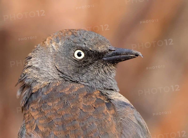 Rusty Blackbird, Euphagus carolinus, in winter plumage, close-up in Saskatoon, Saskatchewan