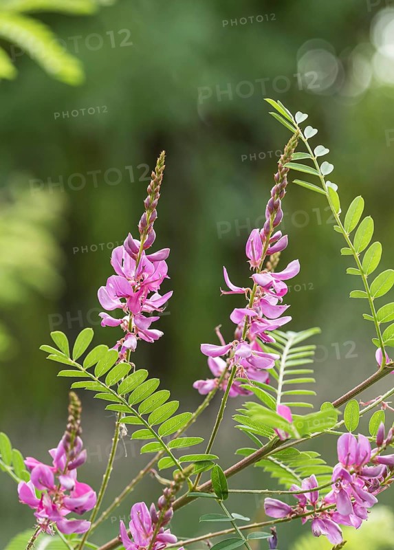 Himalayan indigo bush (Indigofera heterantha)