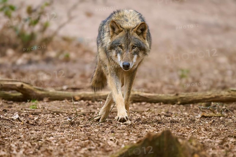 A wolf moves resolutely across a leaf-covered forest floor, Wolf (Canis Lupus), Germany