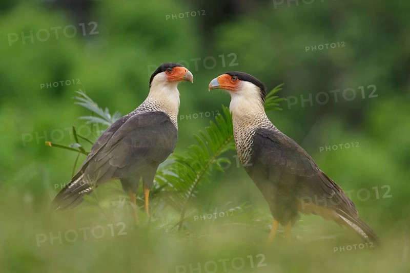 Crested Caracara (Polyborus plancus) perched on a branch in Costa Rica