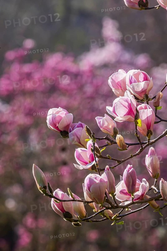 Magnolia blossom in the Moorish Garden at Wilhelma. Magnolias (Magnolia) are in bloom in the Stuttgart Zoological-Botanical Garden. According to Wilhelma, the Moorish Garden is home to the largest magnolia grove north of the Alps. Stuttgart, Baden-Württemberg, Germany