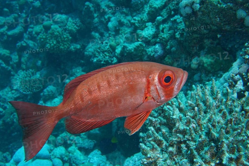 Reef bigeye perch (Priacanthus hamrur)