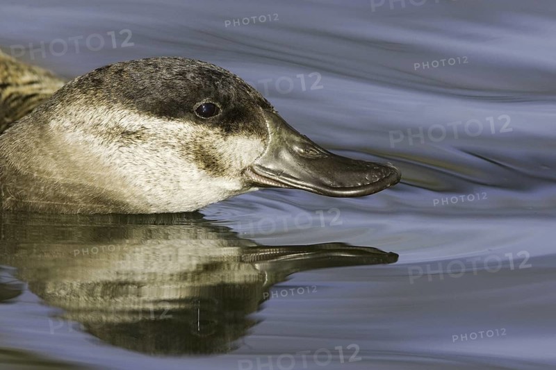 Ruddy Duck (Oxyura jamaicensis), New Mexico, USA