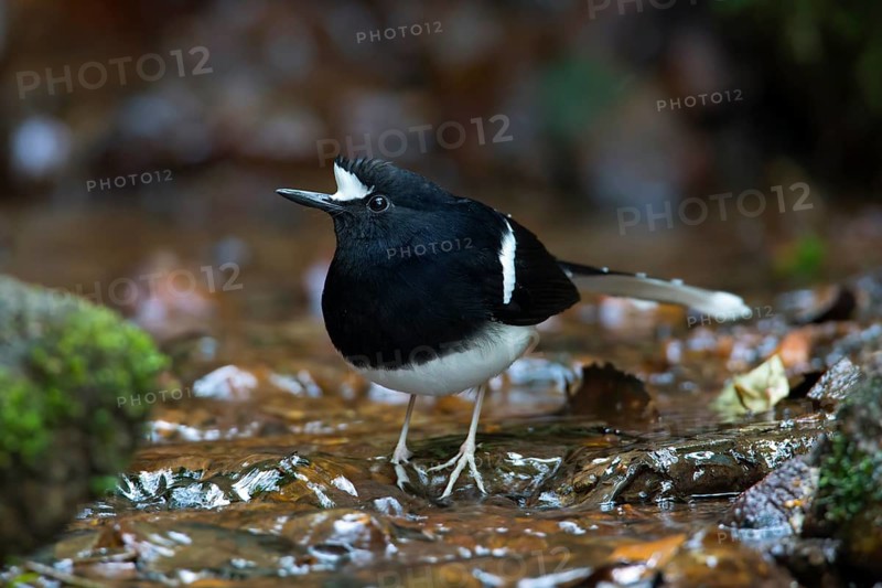 White-crowned Forktail (Enicurus leschenaulti), Thailand