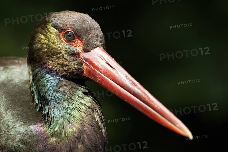 Black Stork (Ciconia nigra), Germany