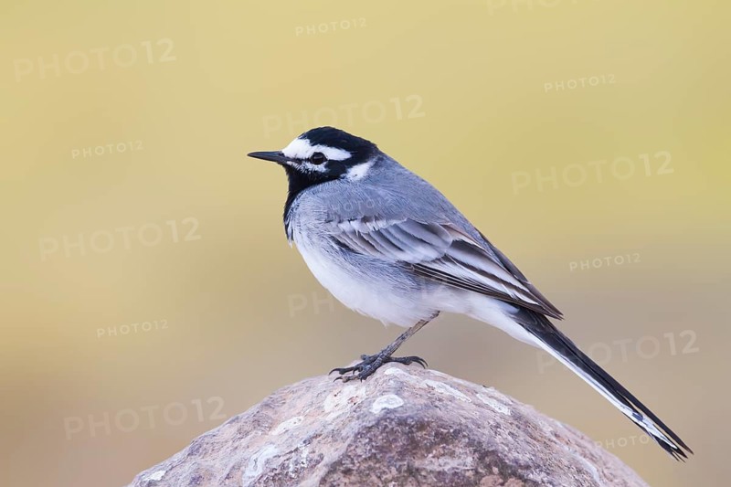 Moroccon Wagtail - Bachstelze - Motacilla alba ssp. subpersonata, Morocco