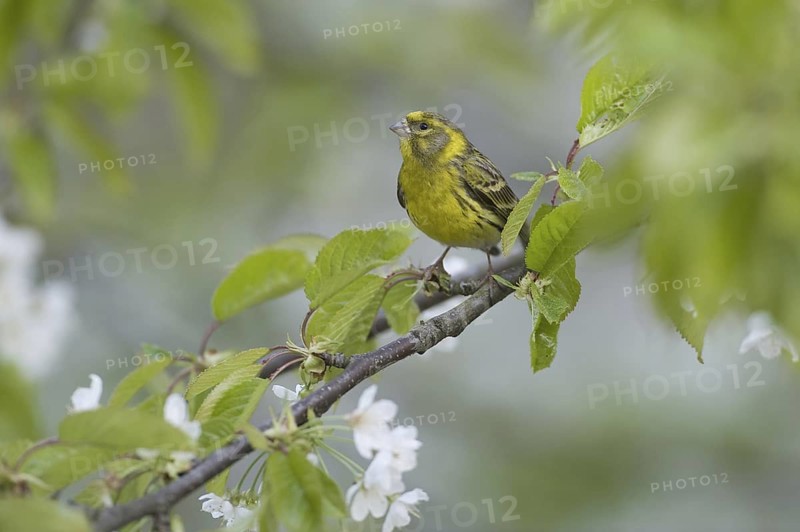 European Serin (Serinus serinus), Saxony, Germany