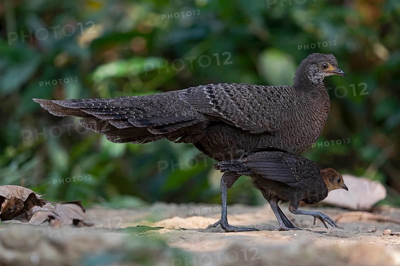 Grey Peacock-Pheasant (Polyplectron bicalcaratum) female foraging with chick, Yunnan, China