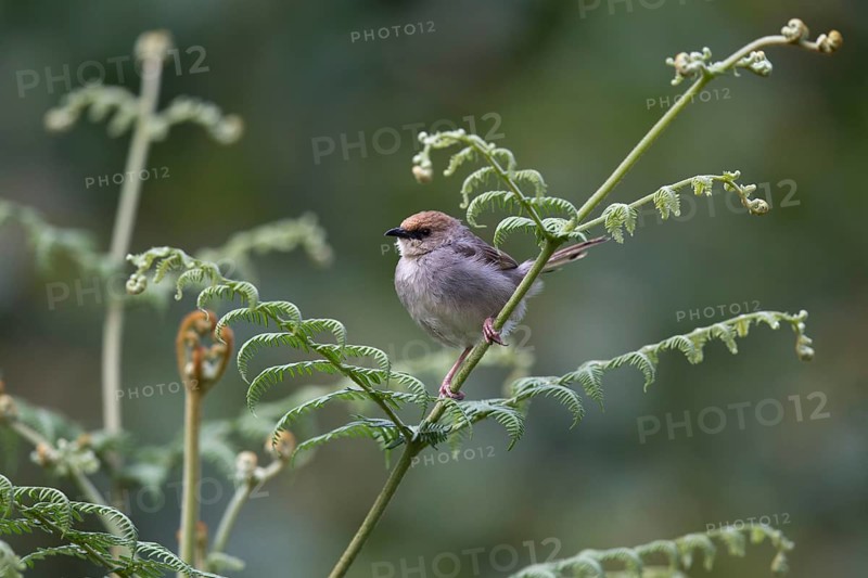 Chubb's Cisticola (Cisticola chubbi chubbi) perched on a branch, Bwindi Impenetrable National Park, Uganda
