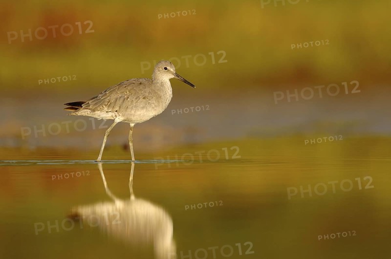 Willet (Tringa semipalmata), Texas, USA