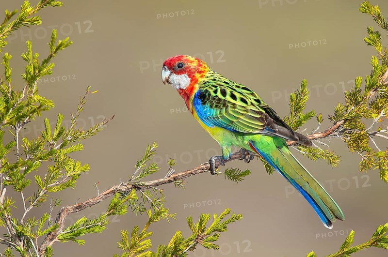 Eastern Rosella (Platycercus eximius) female, Victoria, Australia