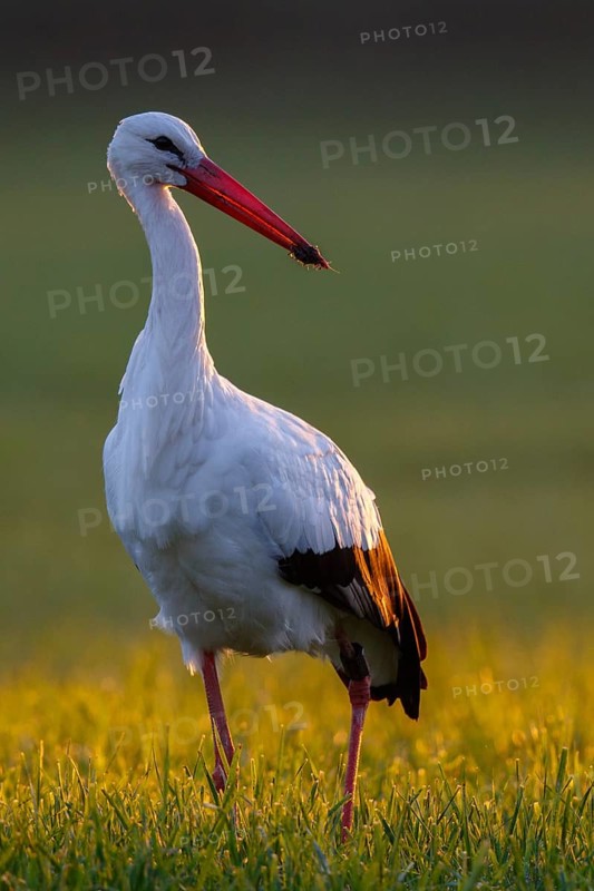 White Stork (Ciconia ciconia) foraging, North Rhine-Westphalia, Germany