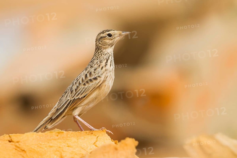 Oriental Skylark - Kleine Feldlerche - Alauda gulgula, Sultanate of Oman
