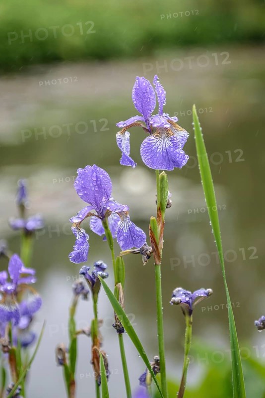 Iris (Iris sibirica 'Baxteri'),  Great Britain