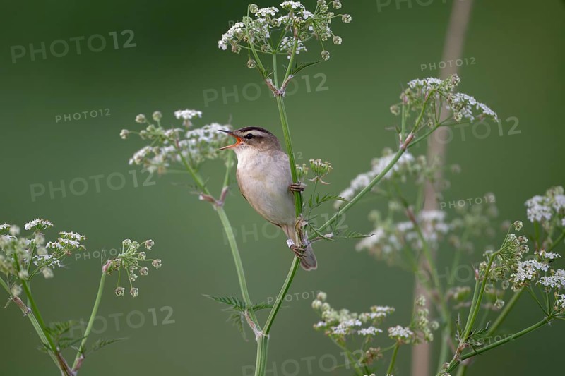 Sedge Warbler (Acrocephalus schoenobaenus) singing, Schleswig-Holstein, Germany