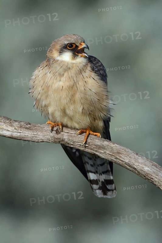 Red-footed Falcon (Falco vespertinus) female, Hungary