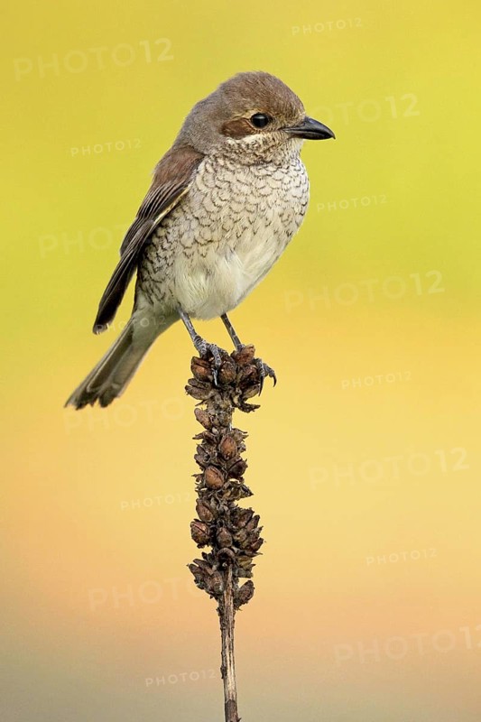 Red-backed Shrike (Lanius collurio) female, Baden-Wuerttemberg, Germany