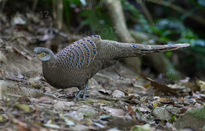 Grey Peacock-Pheasant (Polyplectron bicalcaratum) male, Thailand