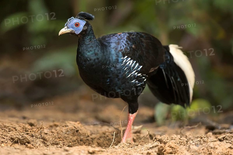 Crested Fireback (Lophura ignita rufa) male, Pahang, Malaysia