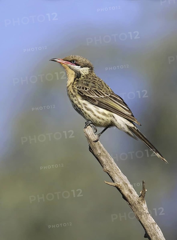 Spiny-cheeked Honeyeater (Acanthagenys rufogularis), Victoria, Australia