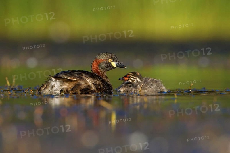 Australasian Grebe (Tachybaptus novaehollandiae) with chick, Victoria, Australia