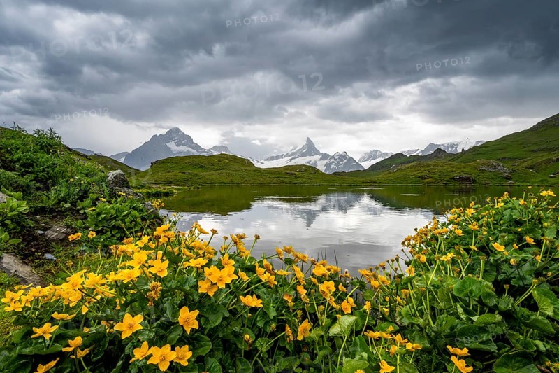 Mittelhorn and Schreckhorn peaks with Upper Grindelwald glacier are reflected in the Bachalpsee mountain lake, yellow flowers on the shore, dramatic cloudy sky, Bernese Alps, Bernese Oberland, Switzerland