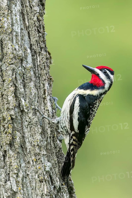Yellow-bellied Sapsucker (Sphyrapicus varius) perched on a branch in Ontario, Canada