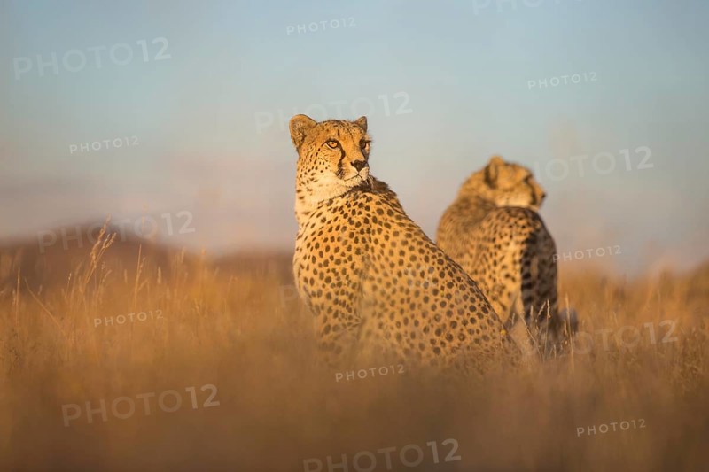 Cheetah (Acinonyx jubatus) two females together in twilight, Castile-La Mancha, Spain
