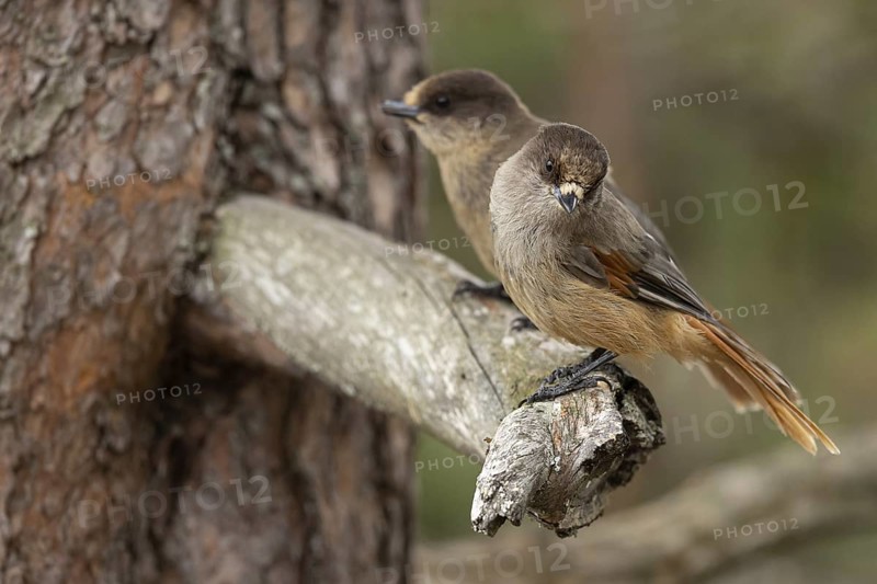 Siberian Jay (Perisoreus infaustus) perched on a branch, Dalarna, Sweden