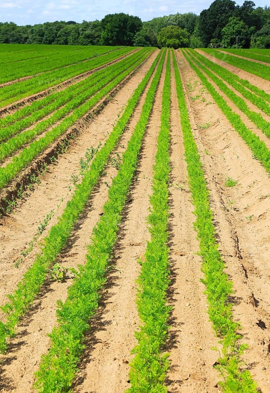 Green lines of carrot crop growing in sandy soil, Shottisham, Suffolk, England, UK
