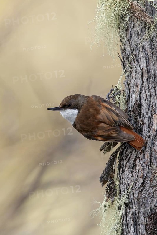 White-throated Treerunner (Pygarrhichas albogularis) perched on a branch in Chile