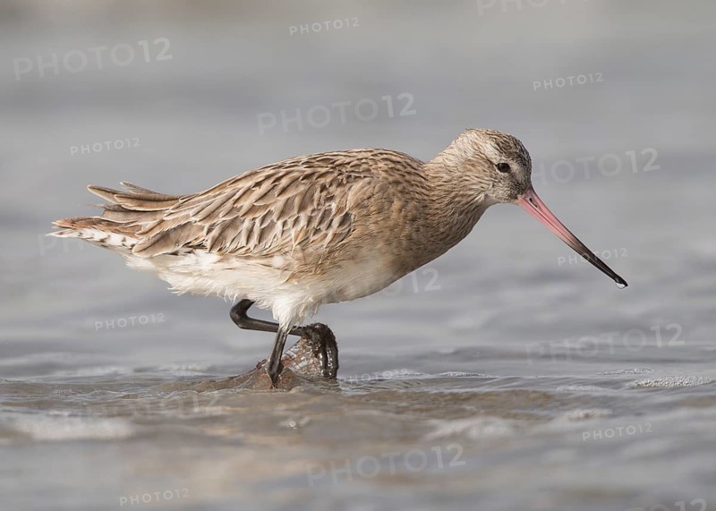 Bar-tailed Godwit (Limosa lapponica) foraging, Gambia