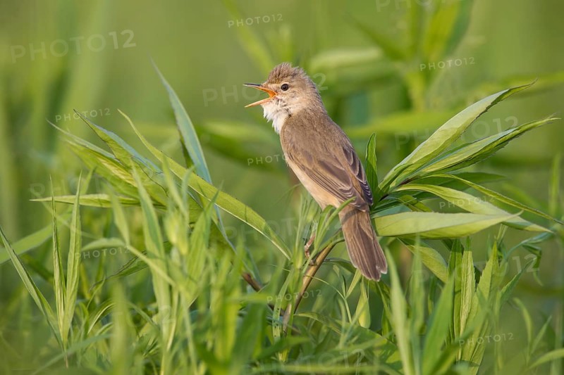 Marsh Warbler (Acrocephalus palustris) male singing, Poland
